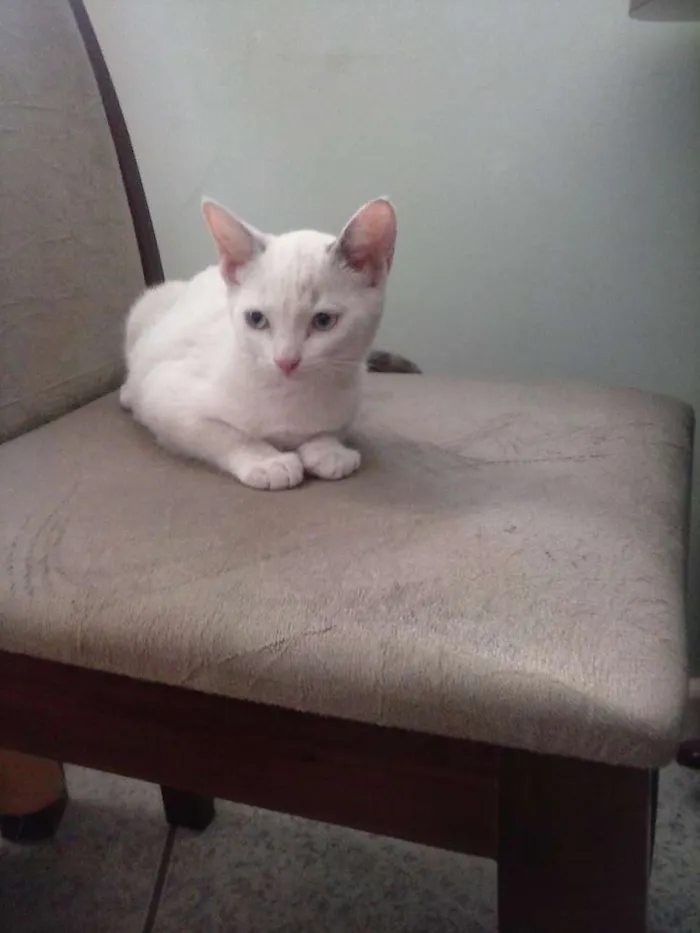 Gato raça  idade 2 a 6 meses nome sem nome