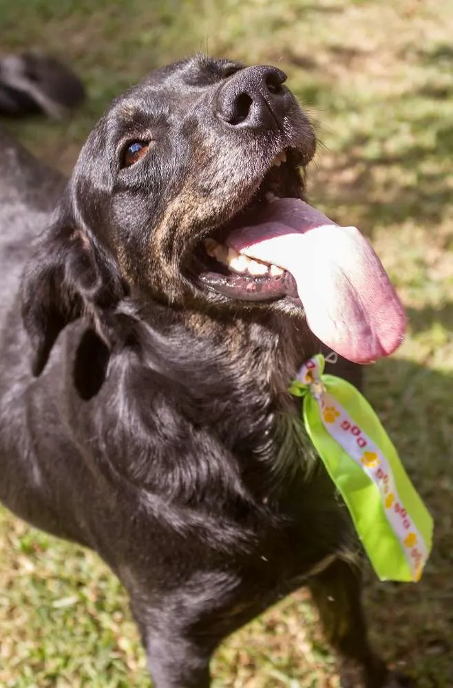 Cachorro ra a SRD idade 3 anos nome Juan