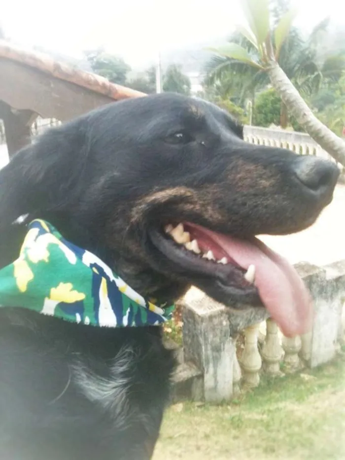 Cachorro ra a SRD idade 3 anos nome Juan