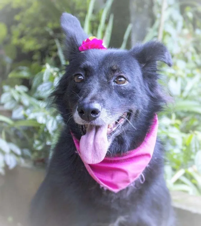 Cachorro ra a SRD idade 4 anos nome Fran
