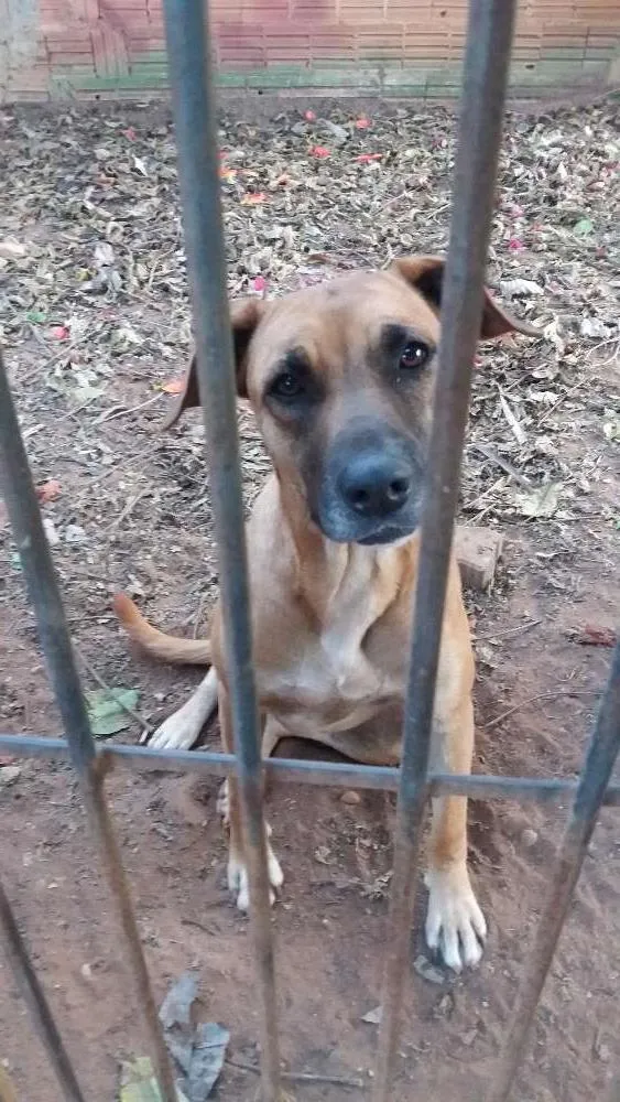 Cachorro ra a SRD idade 2 anos nome Luna