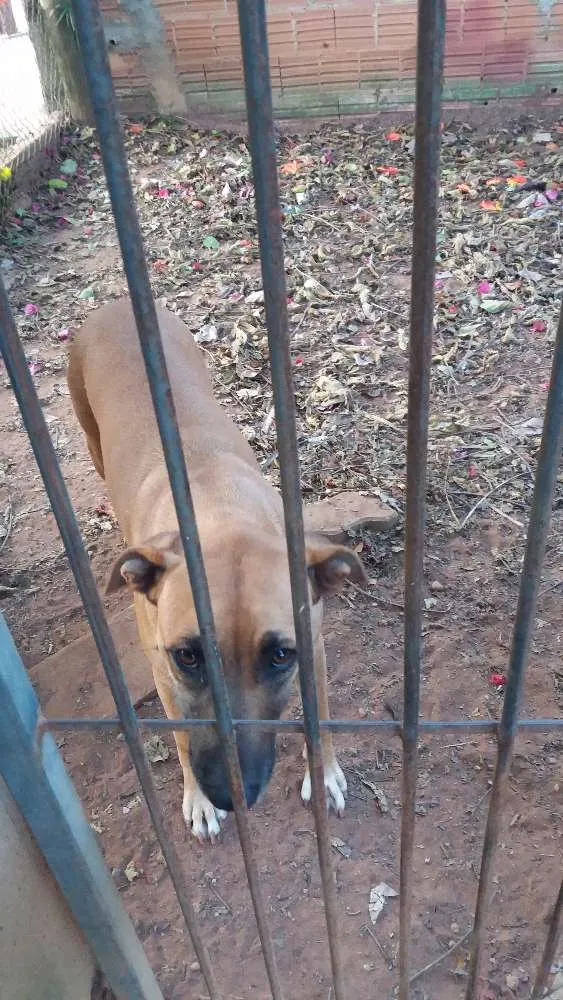 Cachorro ra a SRD idade 2 anos nome Luna