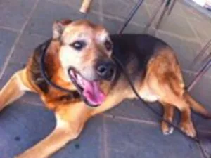 Cachorro raça SRD idade 6 ou mais anos nome Dino