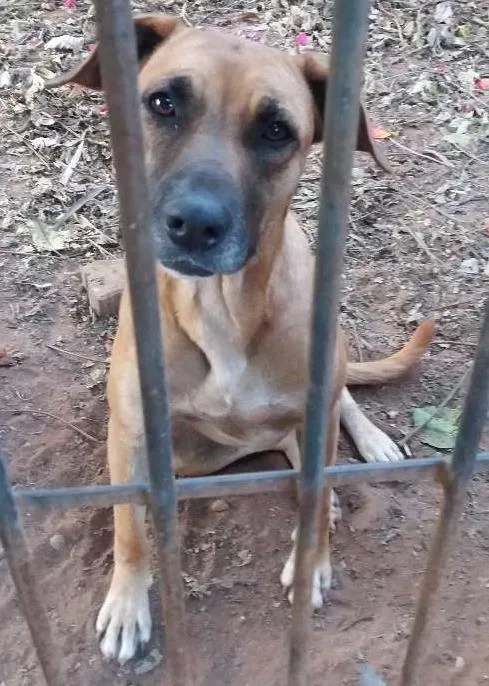 Cachorro ra a SRD idade 2 anos nome Luna