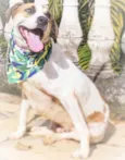 Bruno