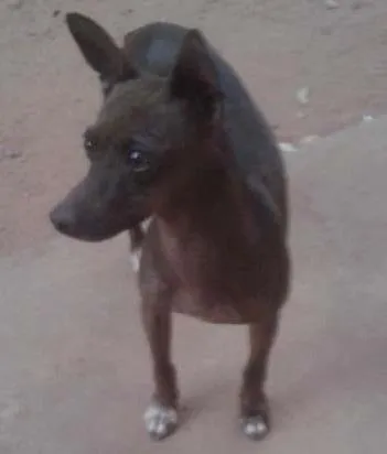 Cachorro ra a Pinthir idade 4 anos nome Madame Nora