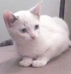 Gato raça  idade 2 a 6 meses nome sem nome