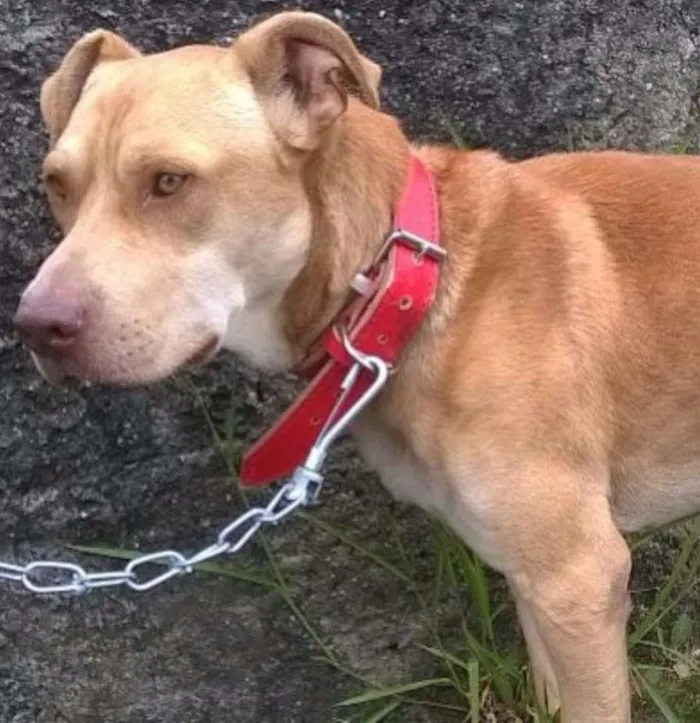 Cachorro ra a Labrador com Pit Bull idade 7 a 11 meses nome Bolt