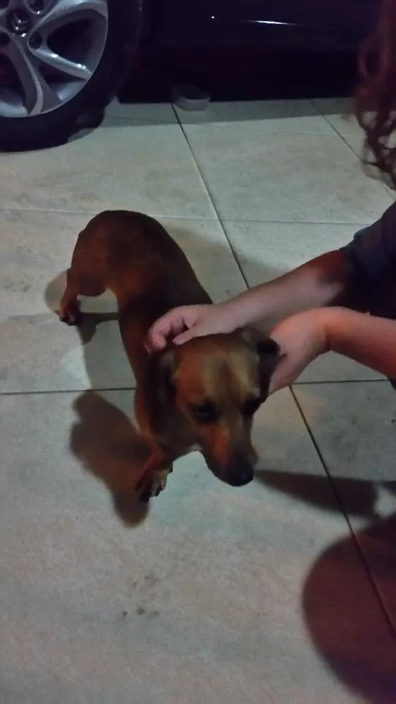 Cachorro ra a dachshund (cofape) idade  nome Não sei