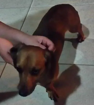 Cachorro ra a dachshund (cofape) idade  nome Não sei