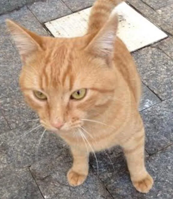 Gato ra a viralata idade 1 ano nome harry