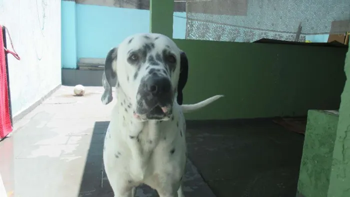 Cachorro ra a Dálmata idade 4 anos nome Logan