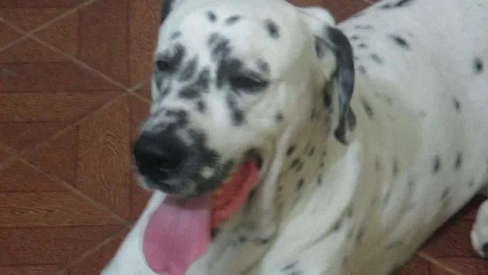 Cachorro ra a Dálmata idade 4 anos nome Logan