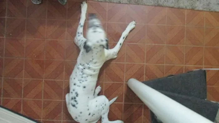 Cachorro ra a Dálmata idade 4 anos nome Logan