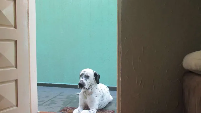 Cachorro ra a Dálmata idade 4 anos nome Logan