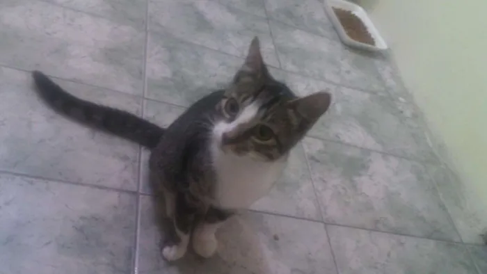 Gato ra a srd idade 2 a 6 meses nome Smithy