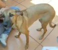 Cachorro raça SRD idade 1 ano nome Valentina
