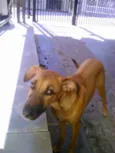 Cachorro raça SRD idade 1 ano nome Valentina