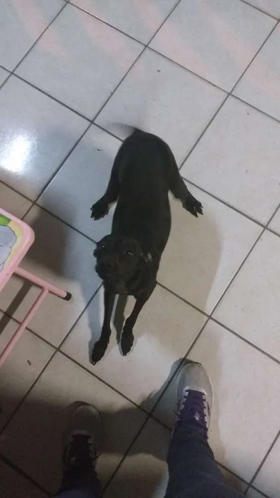 Cachorro raça Srd idade 1 ano nome Neguinha