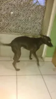 Neguinha
