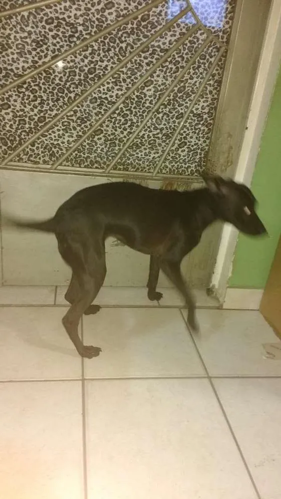 Cachorro raça Srd idade 1 ano nome Neguinha