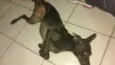 Neguinha
