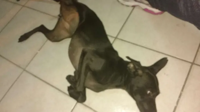 Cachorro raça Srd idade 1 ano nome Neguinha