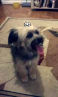 zafira