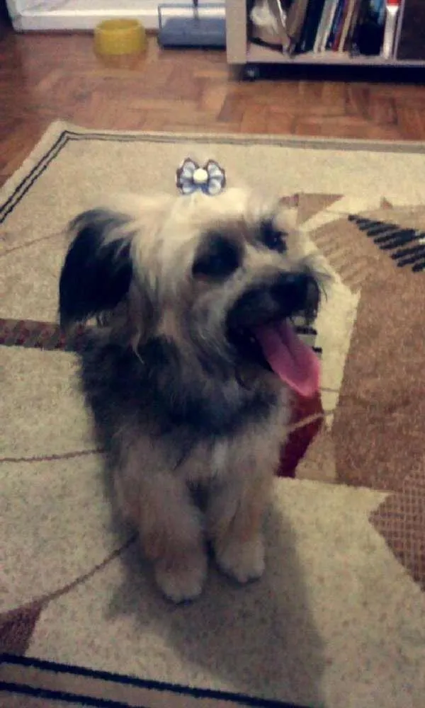 Cachorro ra a SRD idade 1 ano nome zafira