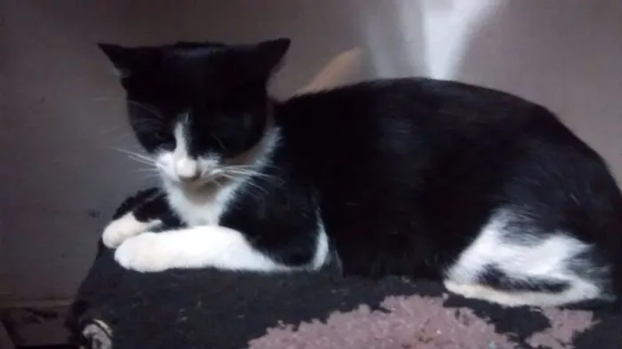 Gato ra a SRD idade 1 ano nome sem nome