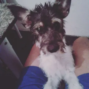 Cachorro raça Podlle com vira lata idade 7 a 11 meses nome Nina