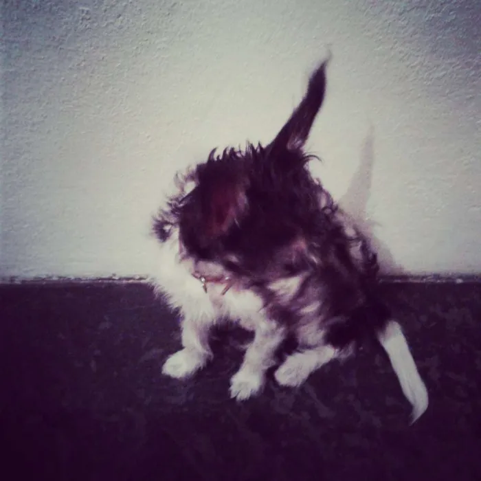 Cachorro raça Podlle com vira lata idade 7 a 11 meses nome Nina