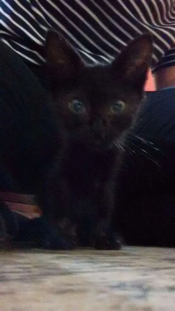 Gato raça SRD idade Abaixo de 2 meses nome Banguela