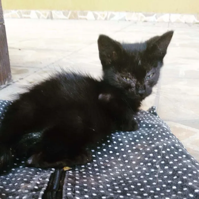 Gato raça SRD idade Abaixo de 2 meses nome Banguela