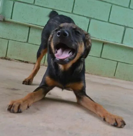 Cachorro ra a SRD idade 2 a 6 meses nome NICE - Filhote