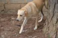 MARLEY, Um fofão!