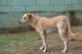 MARLEY, Um fofão!