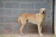 MARLEY, Um fofão!