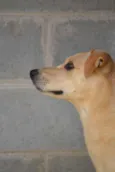 MARLEY, Um fofão!