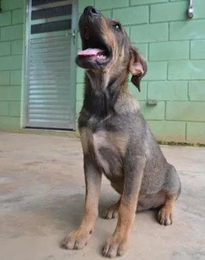 Cachorro raça SRD idade 1 ano nome Nico - Filhote