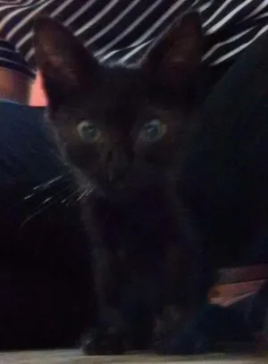 Gato raça SRD idade Abaixo de 2 meses nome Banguela