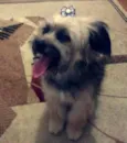 zafira