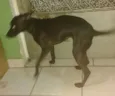 Neguinha