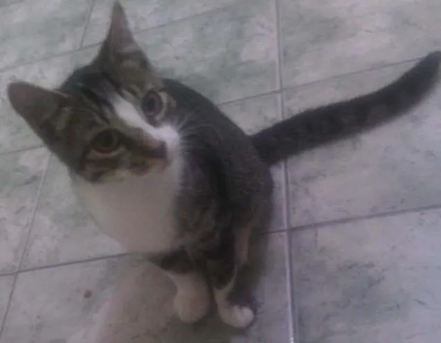 Gato ra a srd idade 2 a 6 meses nome Smithy