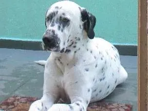 Cachorro ra a Dálmata idade 4 anos nome Logan