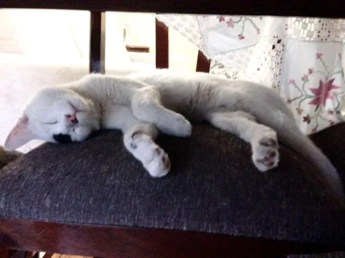 Gato raça SRD idade 7 a 11 meses nome João