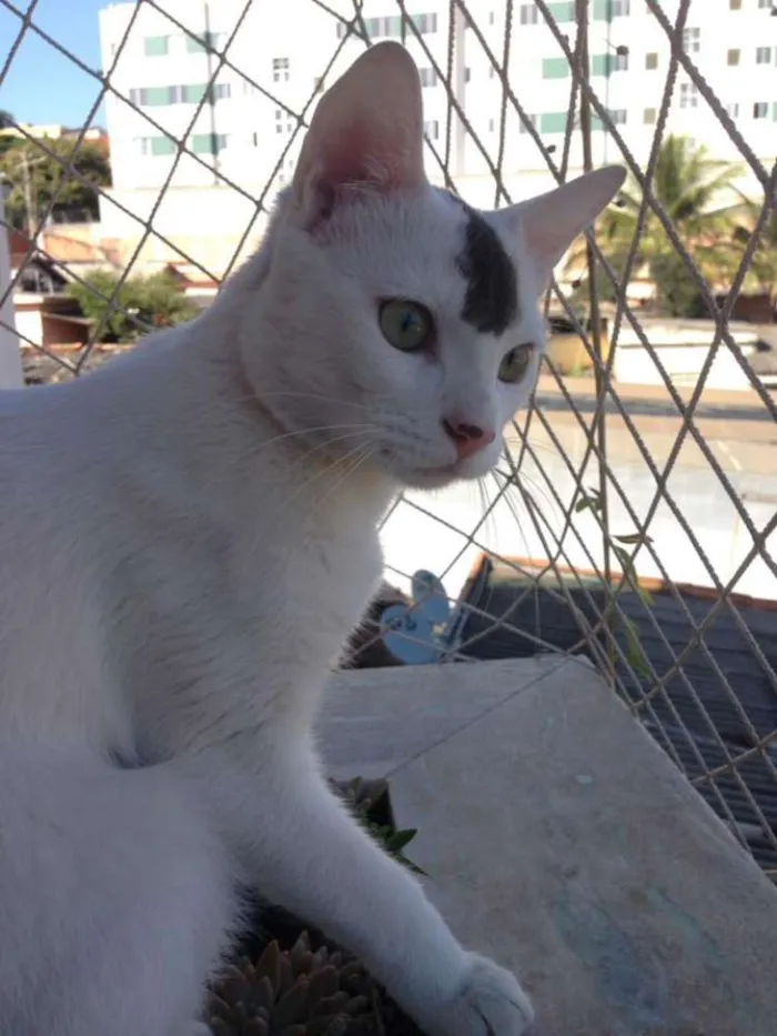 Gato raça SRD idade 7 a 11 meses nome João