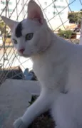 João