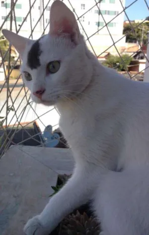 Gato raça SRD idade 7 a 11 meses nome João