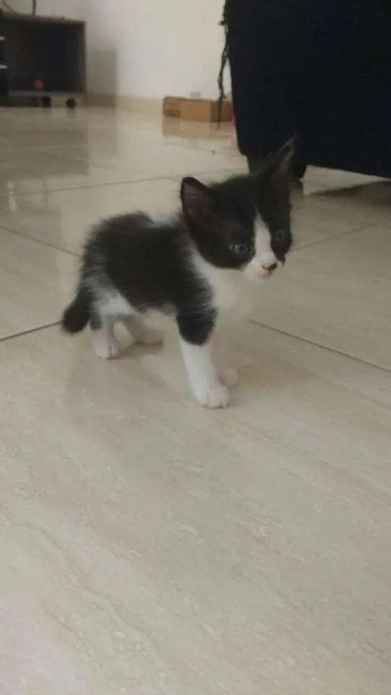 Gato raça  idade 2 a 6 meses nome filhotes